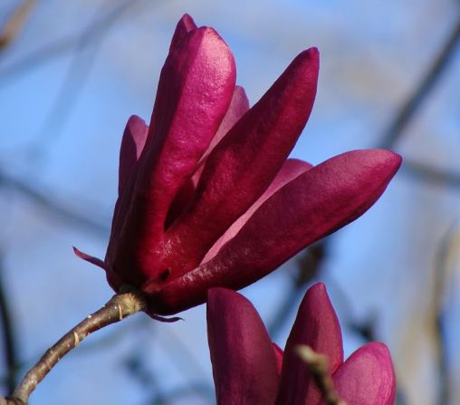 Blooms