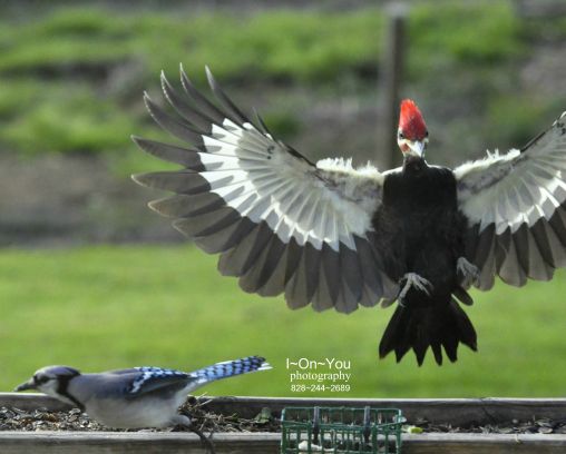 Pilated Woodpecker landed on my feeder