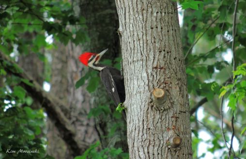 Pileated Woodpecker - Apr 30