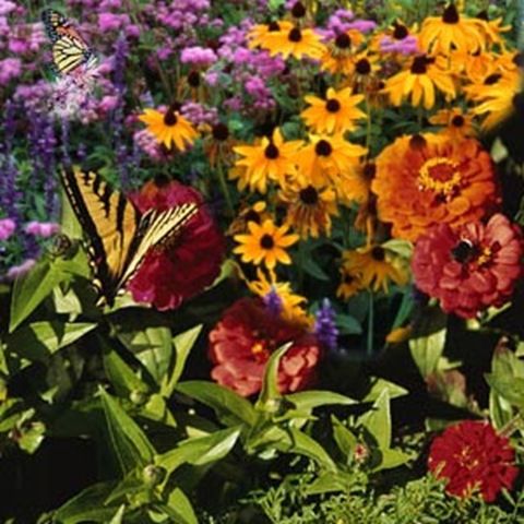 Butterfly in my garden.