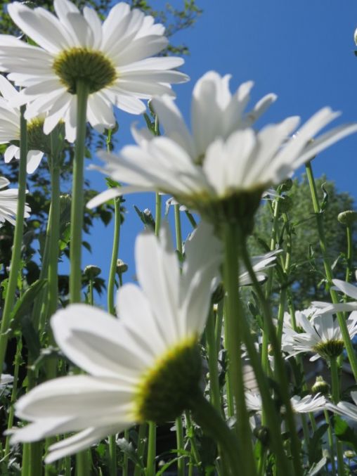 Fields of beauty