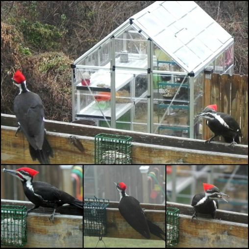 I was sitting on my couch one early morning and 3 of these pilated woodpeckers landed.I crawled in t