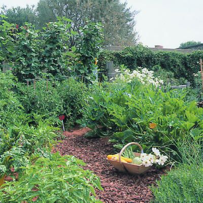 A Garden Patch