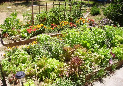 Vegetable Bed