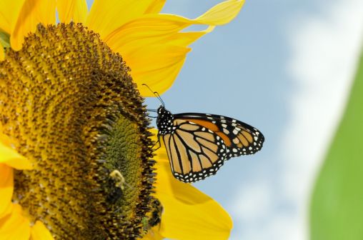 Monarch Butterfly and Sunflower