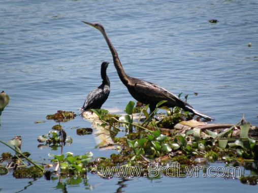 I took this in India - anyone know what they are called?