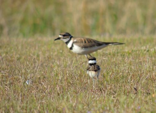 Killdeer Parent and Chick - Mar 29