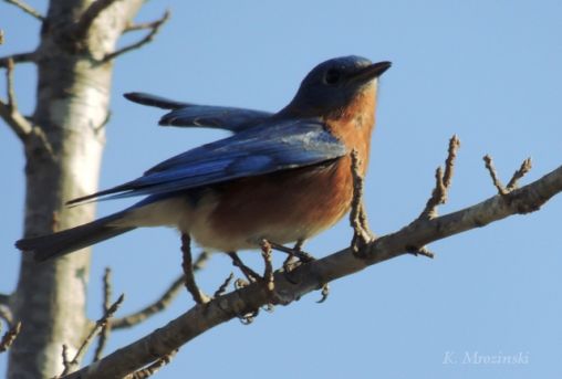 Eastern Bluebird(c) - Mar 13