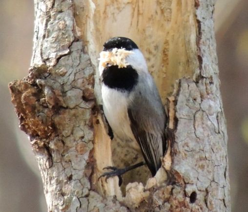 Carolina Chickadee cleaning out a hollow in a tree.