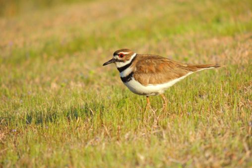 Killdeer - Mar 14