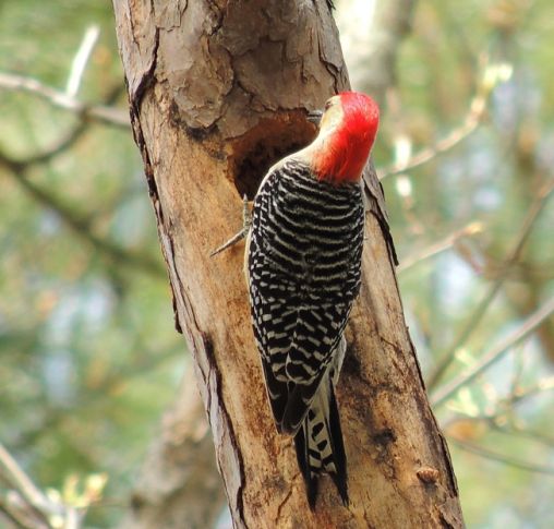 Red-bellied Sapsucker (Male) - Mar 30