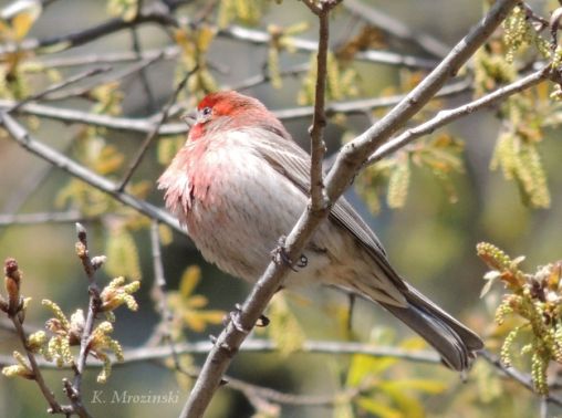 House Finch (Male) - Mar 21