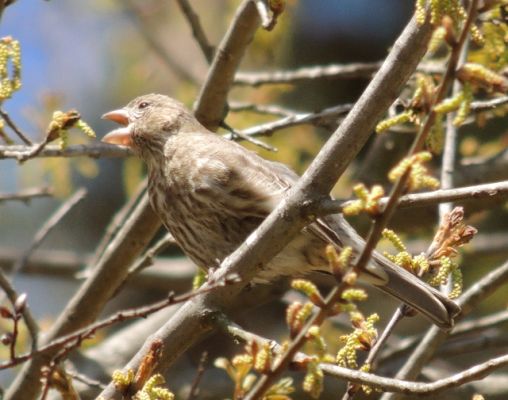 House Finch (Female) going for a little snack.