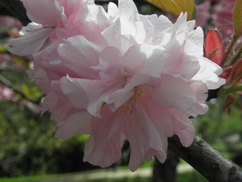 Flower Close-up