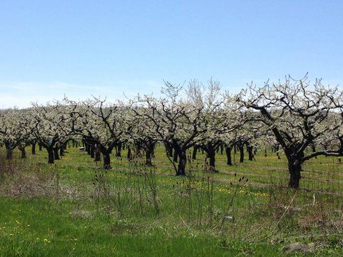 Orchards in Niagara near Toronto