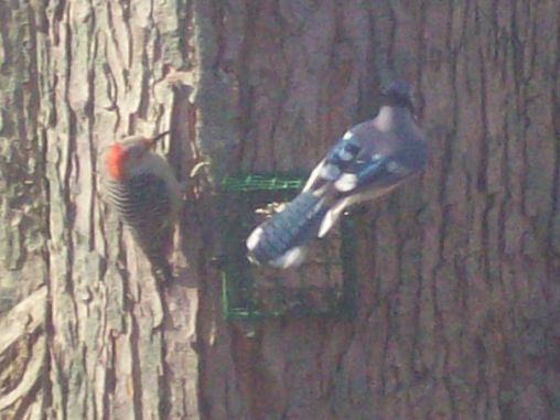 Red Bellied woodpecker and Blue Jay