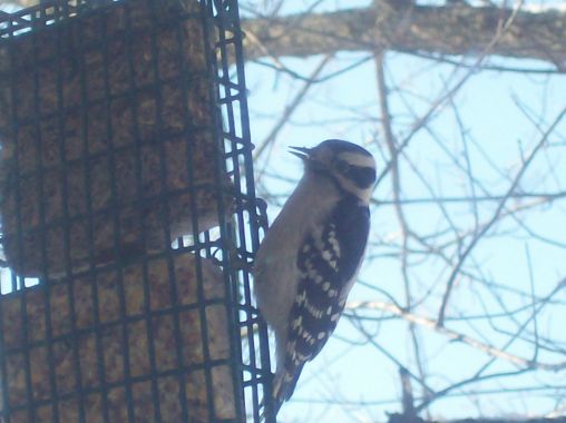 Woodpeckers love suet