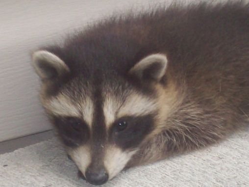 Baby Raccoon