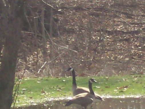 Canadian Geese