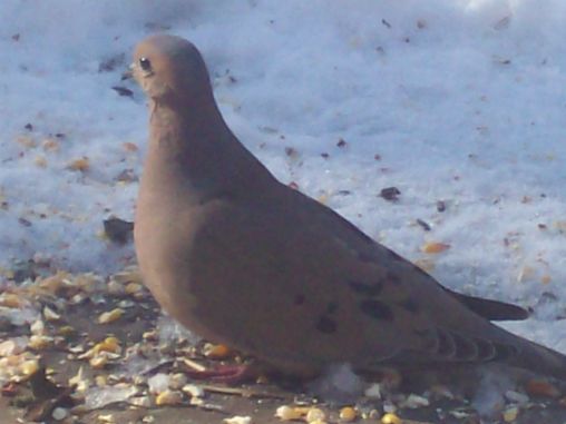 Mourning Dove