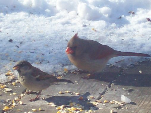 Cardinal and Sparrow