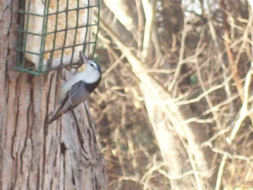 White Breasted Nuthatch 