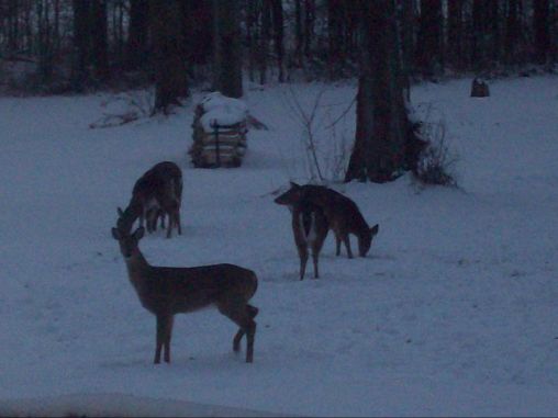 Deer in my backyard