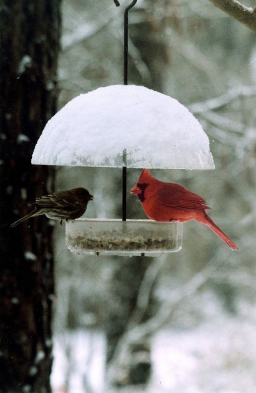 Cardinal Looking to Take out its Competition!