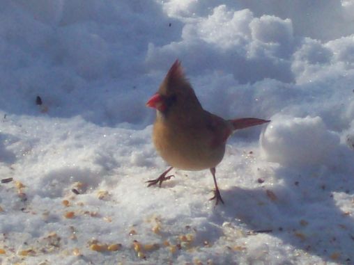 Happy Cardinal