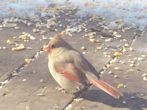 Female Cardinal