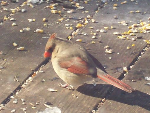 Female Cardinal on my deck