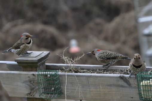 Nothern yellow shafted woodpeckers How luky to get 3 at the same time????