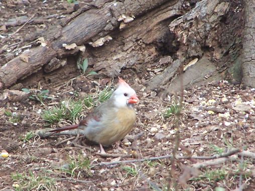 female cardinal  with a  white  head