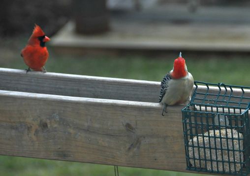 Touch of red!