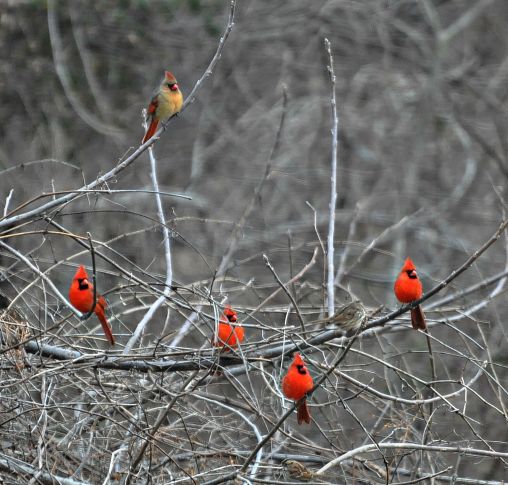 Cardinals