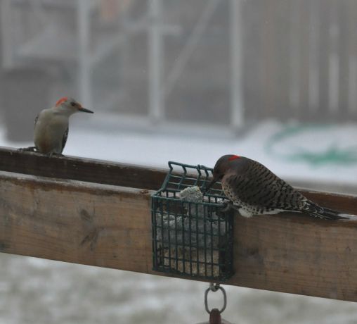 Female red belly waiting her turn.Gobble up Northen woodpecker