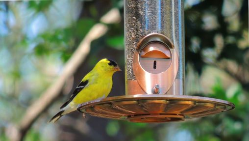 Goldfinch - Apr 6