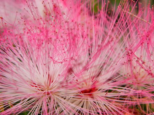 Close up of a beautiful pink flower in Sri Lanka