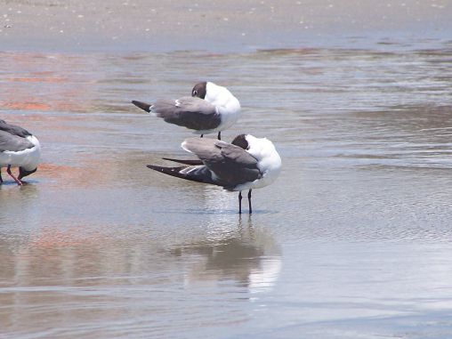 birds  hanging  at  the ocean