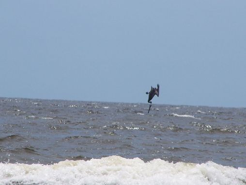 pelican diving  in ocean