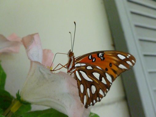 This Gulf Frittilary loves my silk plant!