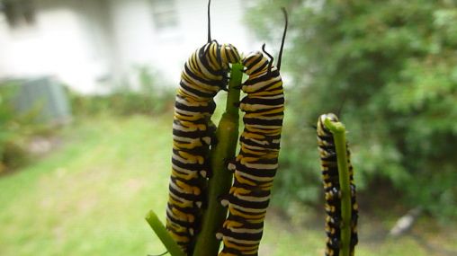 I love this picture of two monarch caterpillars sharing a milkweed stem!  They are agressive eaters!