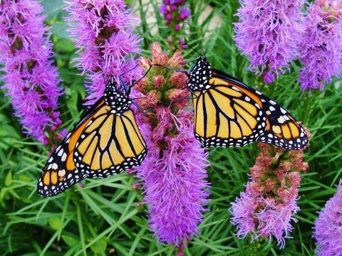 Two male monarchs drying their wings.