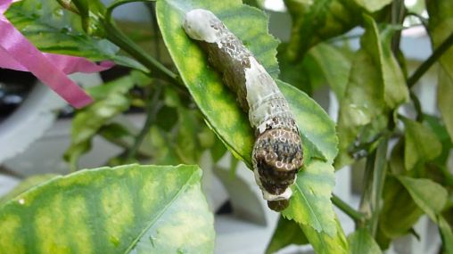 Giant Swallowtail Caterpillar enjoying the lemon tree.