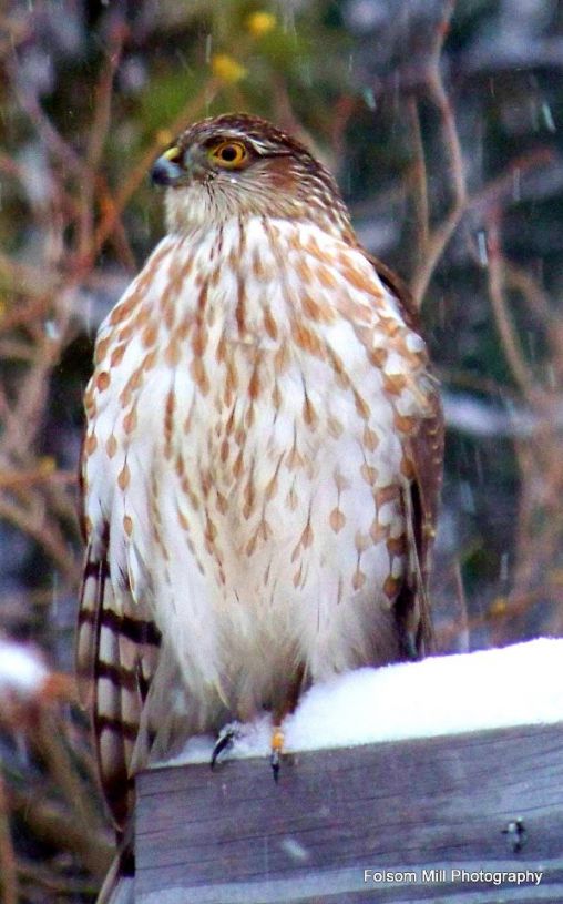 Hungry Hawk