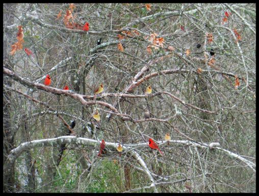 cardinals in my apple tree in winter