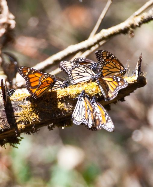 butterflies galore