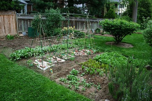 Vegetable Garden