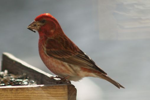 Male Purple Finch