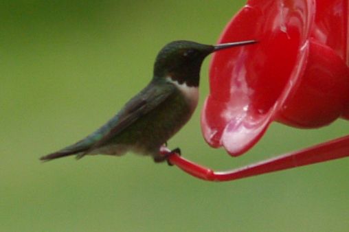Ruby Throat Hummingbird